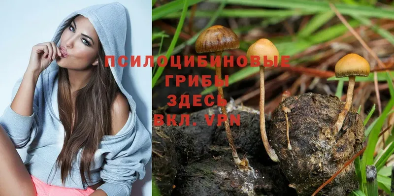 Псилоцибиновые грибы Psilocybe  сколько стоит  МЕГА как войти  Богданович 